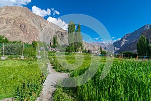 Fields in Turtuk Viilage - Landscape of Nubra Valley in Leh Ladakh, Jammu and Kashmir, India