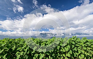 Fields under the sky