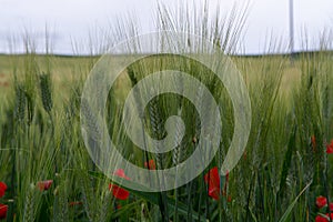 Campo immaturo verde grano grano un papaveri sul Sicilia 