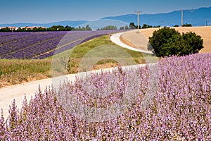 Fields in Valensole photo