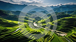 fields view rice white