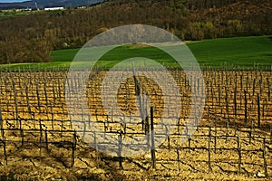 Fields vineyard