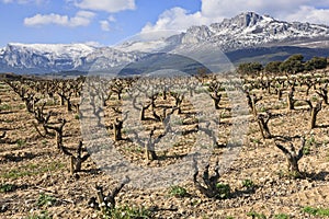 Fields of vineyards