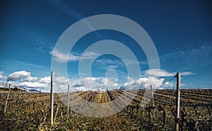 Fields of vineyards in a cellar