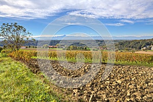 Fields and vineyards. Piedmont, Italy.