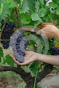 Fields vineyards ripen grapes for wine