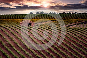 Fields of vineyards at sunset in CariÃÂ±ena, AragÃÂ³n, Spain photo