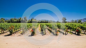 Fields of vineyards in winery Vina Undurraga in Talagante,  Chile