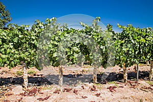 Fields of vineyards in winery Vina Undurraga in Talagante,  Chile photo