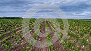 Fields with walnut trees