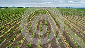 Fields with walnut trees