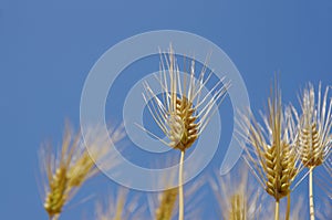 Fields of wheat against the blue sky