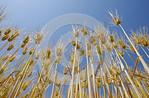 Fields of wheat against the blue sky