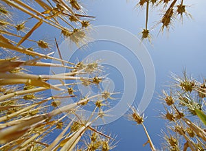 Fields of wheat against the blue sky