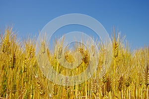 Fields of wheat against the blue sky