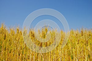 Fields of wheat against the blue sky