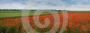 fields with wheat and blooming wild poppies, agricultural landscape with a thunderstorm sky