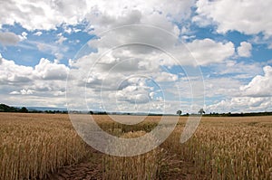 Fields of wheat in the British countryside.