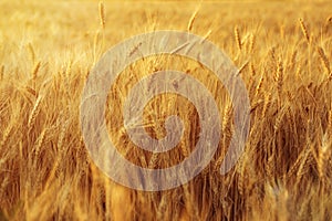 Fields of wheat at the end of summer