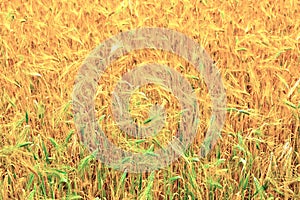 Fields of wheat at the end of summer