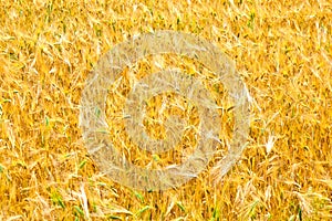 Fields of wheat at the end of summer