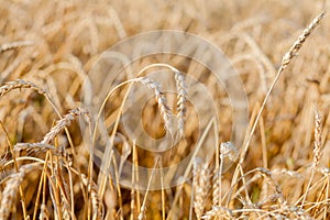 Fields of wheat at the end of summer fully ripe