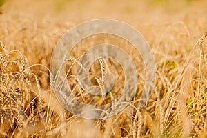 Fields of wheat at the end of summer fully ripe