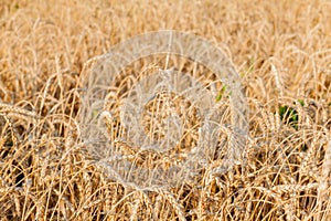 Fields of wheat at the end of summer fully ripe