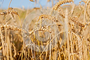 Fields of wheat at the end of summer fully ripe