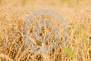 Fields of wheat at the end of summer fully ripe