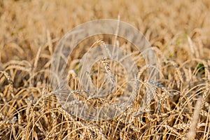 Fields of wheat at the end of summer fully ripe