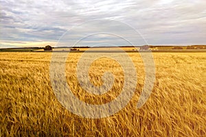 Fields of wheat at the end of summer fully ripe