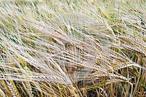 Fields of wheat at the end of summer fully ripe