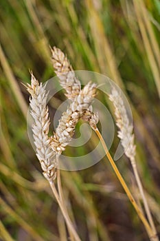 Fields of wheat at the end of summer fully ripe.