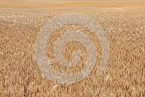 Fields of wheat at the end of summer fully ripe