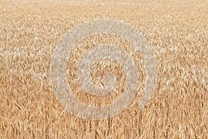 Fields of wheat at the end of summer fully ripe