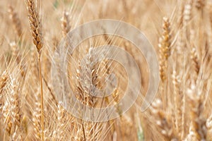 Fields of wheat at the end of summer fully ripe