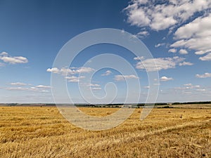 Fields of wheat at the end of summer fully ripe