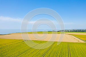 The fields of wheat and flax in the Normandy countryside in Europe, France, Normandy, in summer on a sunny day