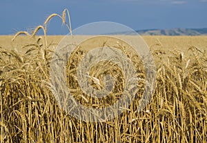 Fields of Wheat, Palouse, Washington