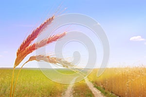 Fields of wheat. Ripe grains. Spikelets of wheat grow in a field on a farm. Wheat crop. Nature of Ukraine.