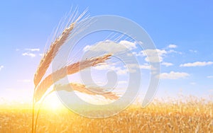 Fields of wheat. Ripe grains. Spikelets of wheat grow in a field on a farm. Wheat crop. Nature of Ukraine.