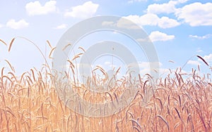 Fields of wheat. Ripe grains. Spikelets of wheat grow in a field on a farm. Wheat crop. Nature of Ukraine.