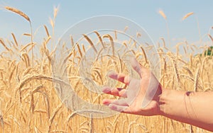 Fields of wheat. Ripe grains. Spikelets of wheat grow in a field on a farm. Wheat crop. Nature of Ukraine.