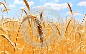 Fields of wheat. Ripe grains. Spikelets of wheat grow in a field on a farm. Wheat crop. Nature of Ukraine.