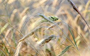 Fields of wheat. Ripe grains. Spikelets of wheat grow in a field on a farm. Wheat crop. Nature of Ukraine.