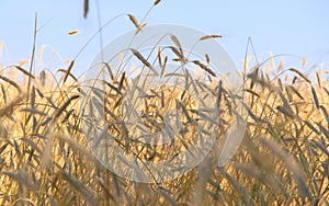 Fields of wheat. Ripe grains. Spikelets of wheat grow in a field on a farm. Wheat crop. Nature of Ukraine.