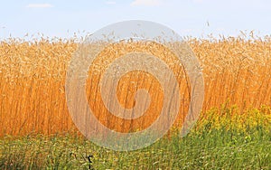 Fields of wheat. Ripe grains. Spikelets of wheat grow in a field on a farm. Wheat crop. Nature of Ukraine.