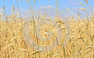 Fields of wheat. Ripe grains. Spikelets of wheat grow in a field on a farm. Wheat crop. Nature of Ukraine.