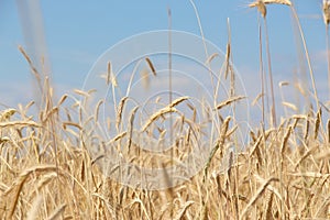 Fields of wheat. Ripe grains. Spikelets of wheat grow in a field on a farm. Wheat crop. Nature of Ukraine.